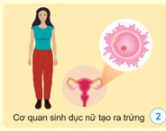 Giáo án Khoa học lớp 5 Cánh diều Bài 14: Nam và nữ