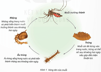 Giáo án Khoa học lớp 5 Kết nối tri thức Bài 16: Vòng đời và sự phát triển của động vật