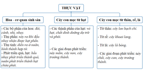 Giáo án Khoa học lớp 5 Kết nối tri thức Bài 17: Ôn tập chủ đề Thực vật và động vật