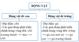 Giáo án Khoa học lớp 5 Kết nối tri thức Bài 17: Ôn tập chủ đề Thực vật và động vật
