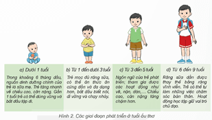 Giáo án Khoa học lớp 5 Kết nối tri thức Bài 23: Các giai đoạn phát triển chính của con người