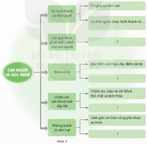 Giáo án Khoa học lớp 5 Kết nối tri thức Bài 27: Ôn tập chủ đề Con người và sức khoẻ