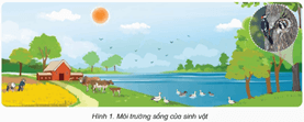 Giáo án Khoa học lớp 5 Kết nối tri thức Bài 28: Chức năng của môi trường đối với sinh vật