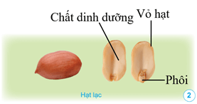 Giáo án Khoa học lớp 5 Cánh diều Bài 9: Sự lớn lên và phát triển của thực vật có hoa