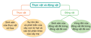 Giáo án Khoa học lớp 5 Cánh diều Ôn tập chủ đề Thực vật và động vật