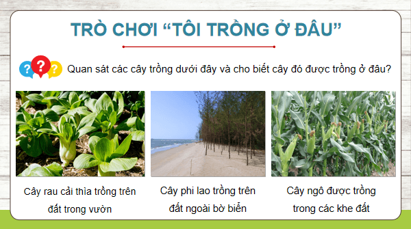 Giáo án điện tử Khoa học lớp 5 Kết nối tri thức Bài 1: Thành phần và vai trò của đất đối với cây trồng | PPT Khoa học 5