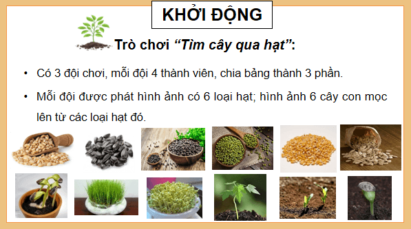 Giáo án điện tử Khoa học lớp 5 Kết nối tri thức Bài 14: Sự phát triển của cây con | PPT Khoa học 5