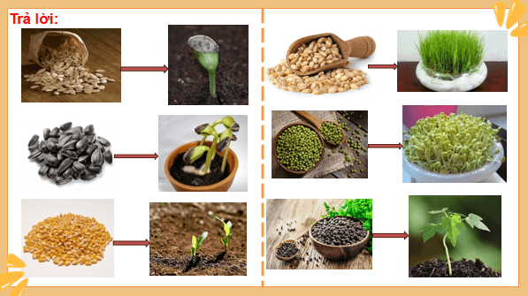 Giáo án điện tử Khoa học lớp 5 Kết nối tri thức Bài 14: Sự phát triển của cây con | PPT Khoa học 5