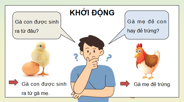 Giáo án điện tử Khoa học lớp 5 Kết nối tri thức Bài 15: Sinh sản của động vật | PPT Khoa học 5