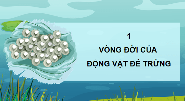 Giáo án điện tử Khoa học lớp 5 Kết nối tri thức Bài 16: Vòng đời và sự phát triển của động vật | PPT Khoa học 5