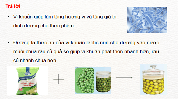 Giáo án điện tử Khoa học lớp 5 Kết nối tri thức Bài 21: Ôn tập chủ đề Vi khuẩn | PPT Khoa học 5