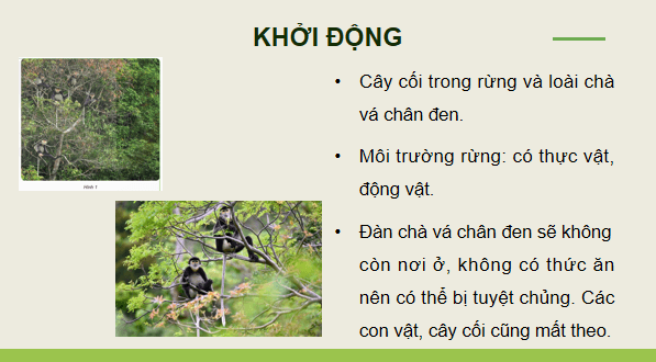 Giáo án điện tử Khoa học lớp 5 Kết nối tri thức Bài 29: Tác động của con người và một số biện pháp bảo vệ môi trường | PPT Khoa học 5