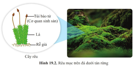 Giáo án KHTN 6 Cánh diều Bài 19: Đa dạng thực vật | Giáo án Khoa học tự nhiên 6