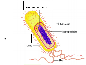 Giáo án KHTN 6 Chân trời sáng tạo Bài 25: Vi khuẩn | Giáo án Khoa học tự nhiên 6