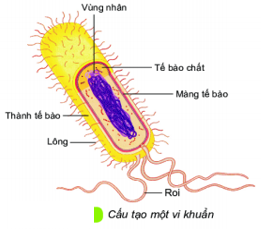 Giáo án KHTN 6 Chân trời sáng tạo Bài 25: Vi khuẩn | Giáo án Khoa học tự nhiên 6