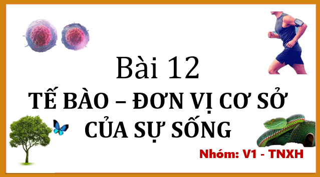 Giáo án điện tử KNTN 6 Cánh diều Bài 12: Tế bào – đơn vị cơ sở của sự sống | PPT Khoa học tự nhiên 6