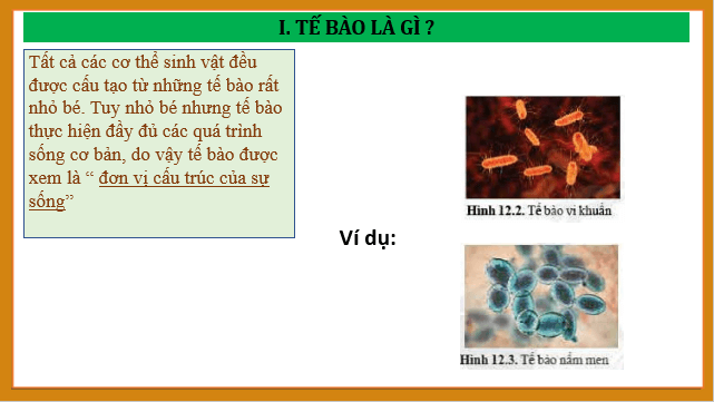 Giáo án điện tử KNTN 6 Cánh diều Bài 12: Tế bào – đơn vị cơ sở của sự sống | PPT Khoa học tự nhiên 6