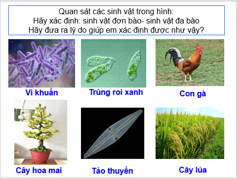 Giáo án điện tử KNTN 6 Cánh diều Bài 13: Từ tế bào đến cơ thể | PPT Khoa học tự nhiên 6