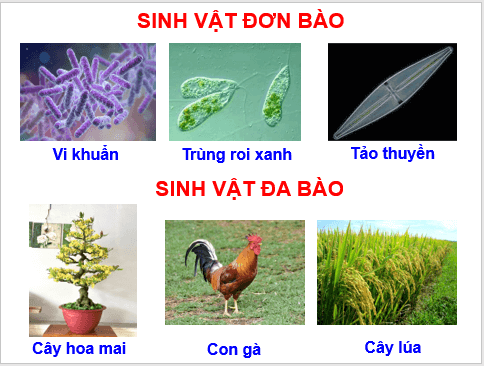 Giáo án điện tử KNTN 6 Cánh diều Bài 13: Từ tế bào đến cơ thể | PPT Khoa học tự nhiên 6