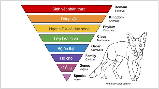 Giáo án điện tử KNTN 6 Cánh diều Bài 14: Phân loại thế giới sống | PPT Khoa học tự nhiên 6