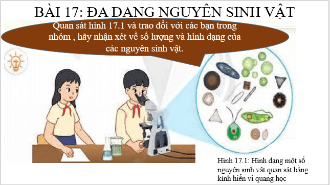 Giáo án điện tử KNTN 6 Cánh diều Bài 17: Đa dạng nguyên sinh vật | PPT Khoa học tự nhiên 6