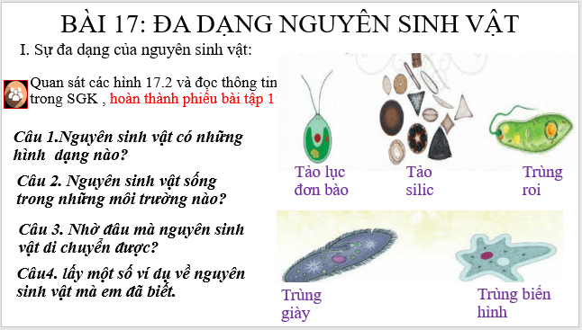 Giáo án điện tử KNTN 6 Cánh diều Bài 17: Đa dạng nguyên sinh vật | PPT Khoa học tự nhiên 6