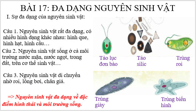 Giáo án điện tử KNTN 6 Cánh diều Bài 17: Đa dạng nguyên sinh vật | PPT Khoa học tự nhiên 6