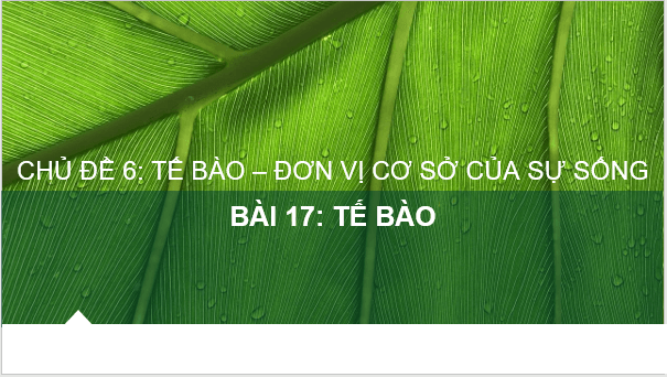 Giáo án điện tử KNTN 6 Chân trời sáng tạo Bài 17: Tế bào | PPT Khoa học tự nhiên 6