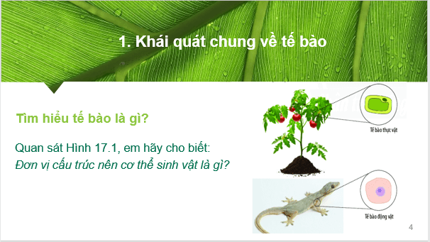 Giáo án điện tử KNTN 6 Chân trời sáng tạo Bài 17: Tế bào | PPT Khoa học tự nhiên 6