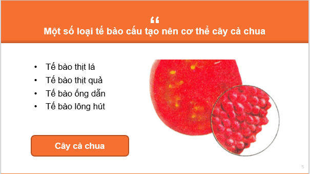 Giáo án điện tử KNTN 6 Kết nối tri thức Bài 18: Tế bào – Đơn vị cơ bản của sự sống | PPT Khoa học tự nhiên 6