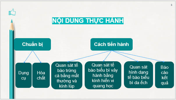 Giáo án điện tử KNTN 6 Chân trời sáng tạo Bài 18: Thực hành quan sát tế bào sinh vật | PPT Khoa học tự nhiên 6