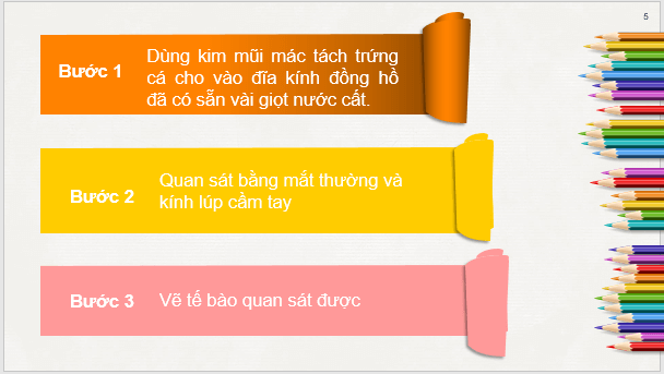 Giáo án điện tử KNTN 6 Chân trời sáng tạo Bài 18: Thực hành quan sát tế bào sinh vật | PPT Khoa học tự nhiên 6