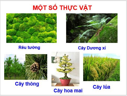 Giáo án điện tử KNTN 6 Cánh diều Bài 19: Đa dạng thực vật | PPT Khoa học tự nhiên 6