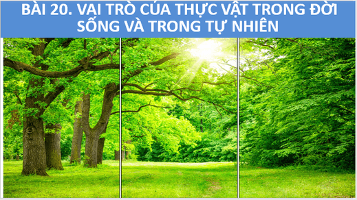 Giáo án điện tử KNTN 6 Cánh diều Bài 20: Vai trò của thực vật trong đời sống và trong tự nhiên | PPT Khoa học tự nhiên 6