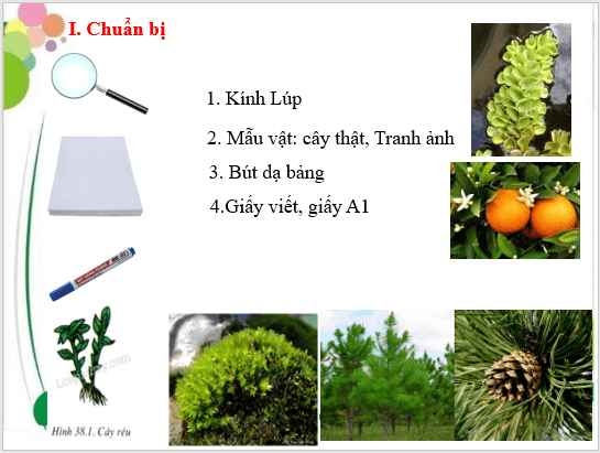 Giáo án điện tử KNTN 6 Cánh diều Bài 21: Thực hành phân chia các nhóm thực vật | PPT Khoa học tự nhiên 6