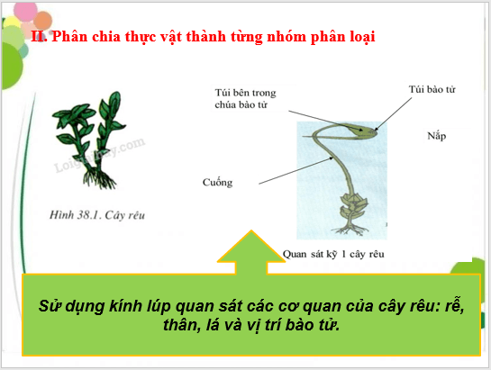 Giáo án điện tử KNTN 6 Cánh diều Bài 21: Thực hành phân chia các nhóm thực vật | PPT Khoa học tự nhiên 6