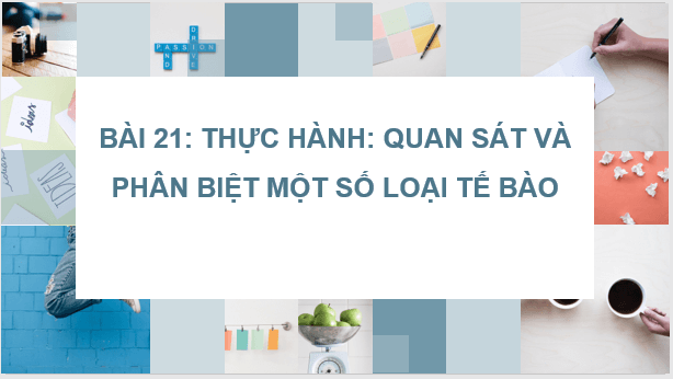 Giáo án điện tử KNTN 6 Kết nối tri thức Bài 21: Thực hành: Quan sát và phân biệt một số loại tế bào | PPT Khoa học tự nhiên 6