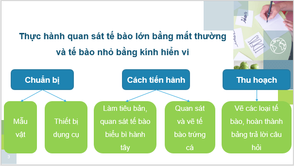 Giáo án điện tử KNTN 6 Kết nối tri thức Bài 21: Thực hành: Quan sát và phân biệt một số loại tế bào | PPT Khoa học tự nhiên 6