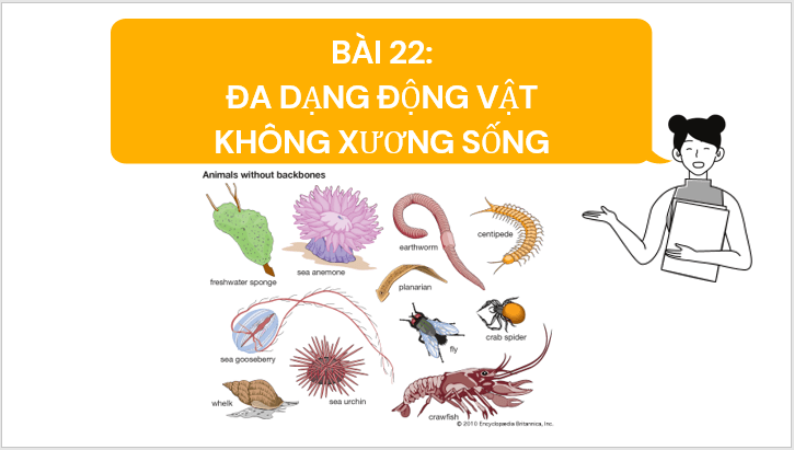 Giáo án điện tử KNTN 6 Cánh diều Bài 22: Đa dạng động vật không xương sống | PPT Khoa học tự nhiên 6