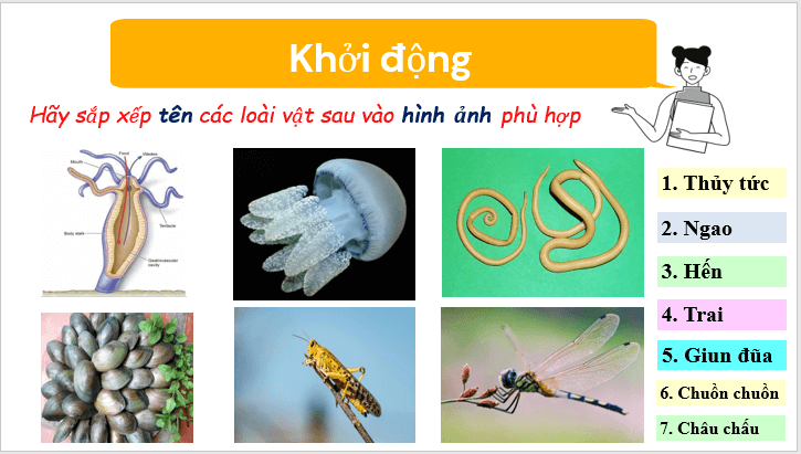 Giáo án điện tử KNTN 6 Cánh diều Bài 22: Đa dạng động vật không xương sống | PPT Khoa học tự nhiên 6