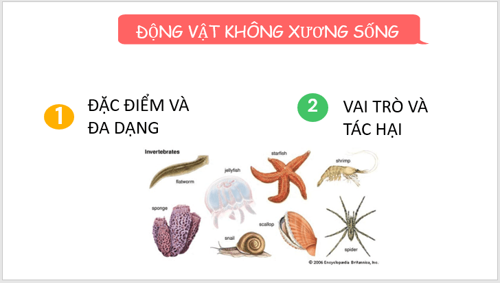 Giáo án điện tử KNTN 6 Cánh diều Bài 22: Đa dạng động vật không xương sống | PPT Khoa học tự nhiên 6