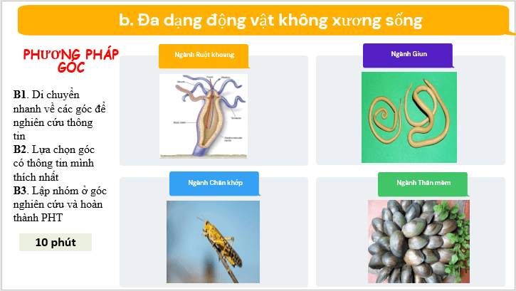 Giáo án điện tử KNTN 6 Cánh diều Bài 22: Đa dạng động vật không xương sống | PPT Khoa học tự nhiên 6