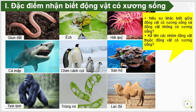 Giáo án điện tử KNTN 6 Cánh diều Bài 23: Đa dạng động vật có xương sống | PPT Khoa học tự nhiên 6