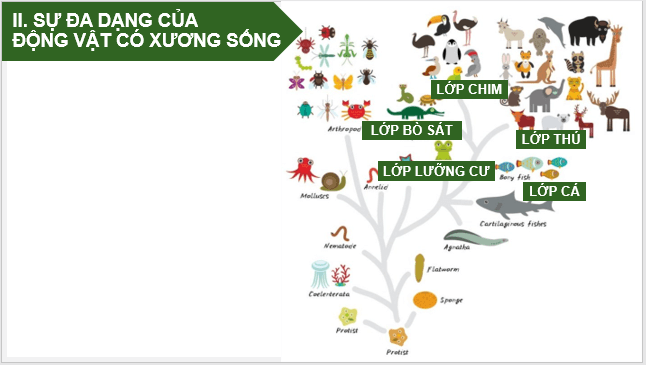 Giáo án điện tử KNTN 6 Cánh diều Bài 23: Đa dạng động vật có xương sống | PPT Khoa học tự nhiên 6