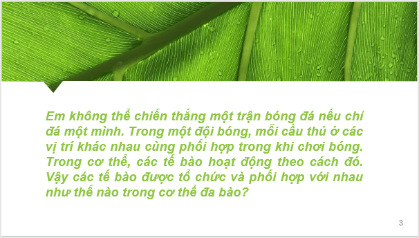 Giáo án điện tử KNTN 6 Kết nối tri thức Bài 23: Tổ chức cơ thể đa bào | PPT Khoa học tự nhiên 6