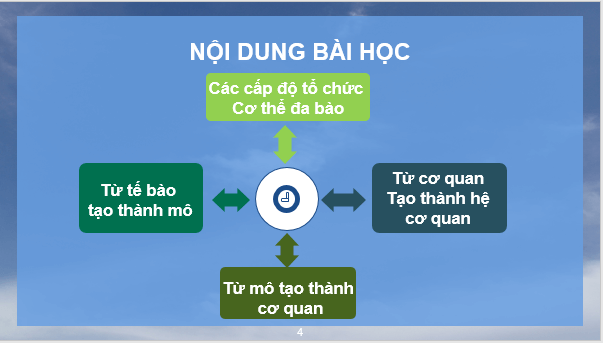 Giáo án điện tử KNTN 6 Kết nối tri thức Bài 23: Tổ chức cơ thể đa bào | PPT Khoa học tự nhiên 6