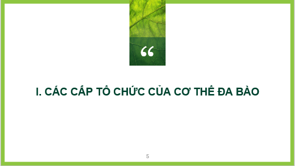 Giáo án điện tử KNTN 6 Kết nối tri thức Bài 23: Tổ chức cơ thể đa bào | PPT Khoa học tự nhiên 6