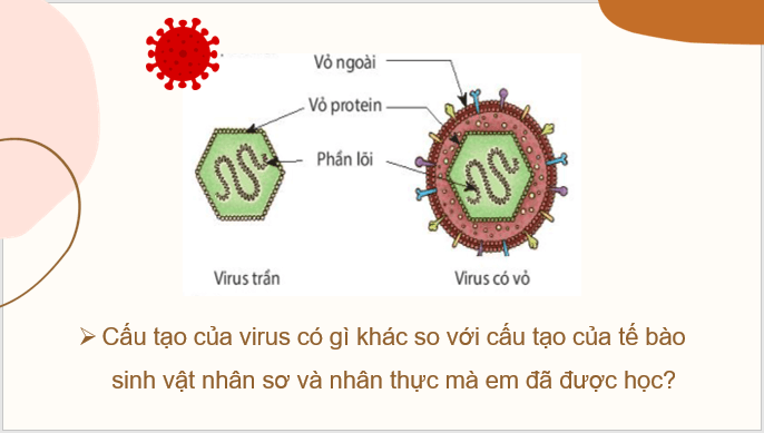 Giáo án điện tử KNTN 6 Chân trời sáng tạo Bài 24: Virus | PPT Khoa học tự nhiên 6