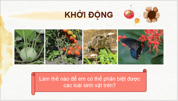 Giáo án điện tử KNTN 6 Kết nối tri thức Bài 26: Khóa lưỡng phân | PPT Khoa học tự nhiên 6