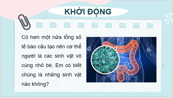 Giáo án điện tử KNTN 6 Kết nối tri thức Bài 27: Vi khuẩn | PPT Khoa học tự nhiên 6